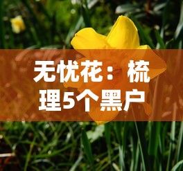 无忧花：梳理5个黑户包下的口子