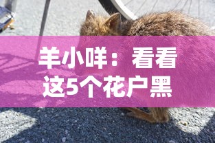 羊小咩：看看这5个花户黑户秒下的口子