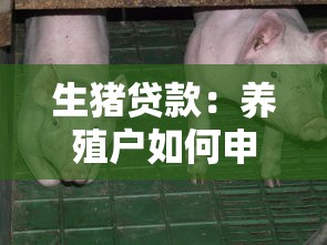 生猪贷款：养殖户如何申请资金支持养猪