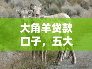 大角羊贷款口子，五大2025最新只看芝麻分不看征信的纯线上审批平台