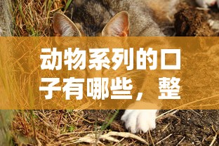 动物系列的口子有哪些，整合5个2025最新1000口子秒下
