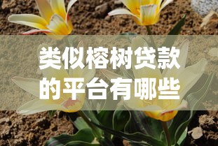 类似榕树贷款的平台有哪些，同城五个2025最新黑户花户能下款的app口子