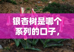 银杏树是哪个系列的口子，梳理5个2025最新黑户花户能下款的平台