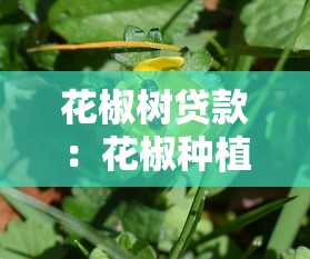 花椒树贷款：花椒种植融资常见疑问何在