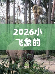 2026小飞象的东西是正品吗，差7千元就选这7个平台