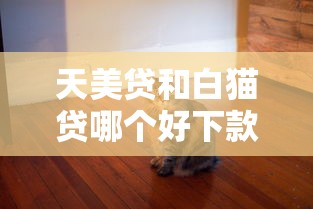 天美贷和白猫贷哪个好下款？6个平台试试看哪个能下款