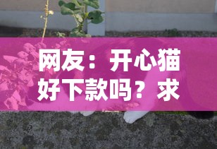 网友：开心猫好下款吗？求介绍几款黑口子秒下款